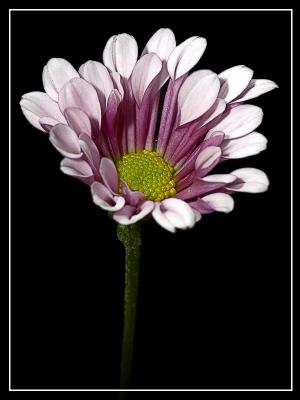 Flower1.jpg