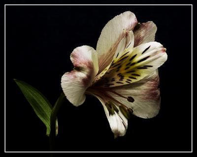 Flower3.jpg