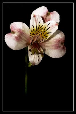 Flower2.jpg