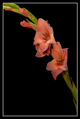 Flower4.jpg