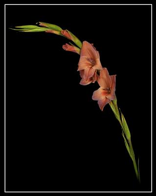 Flower5.jpg