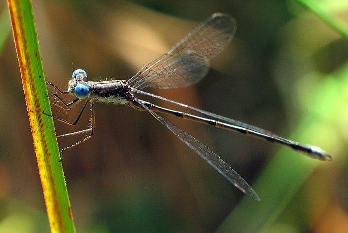 Damselfly