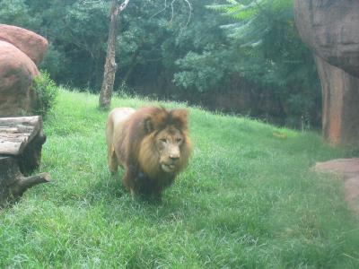 Yo Mr Lion.jpg
