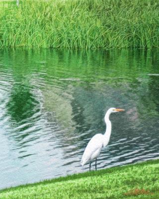 backyard egret