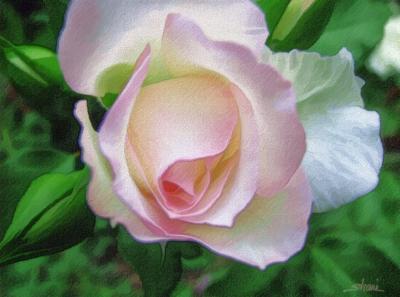 touch of pink rose