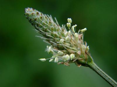 Common Weed
