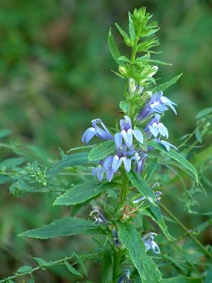 wildflower.jpg