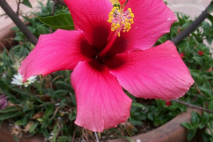 Ajijic Mexico