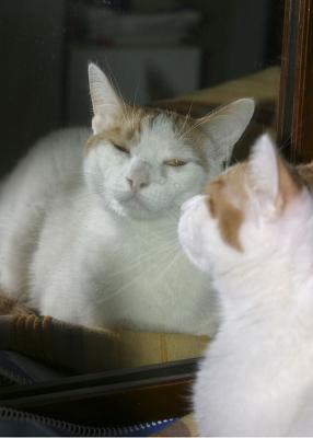 now thats a good looking cat.jpg