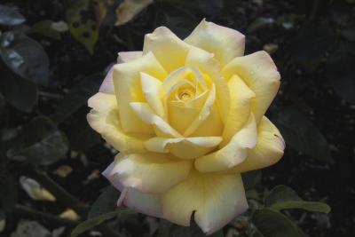 Yellow Rose, Blenheim Palace Rose Garden, UK (Cecil Greek)