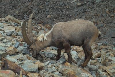 Ibex on Mount Rosa