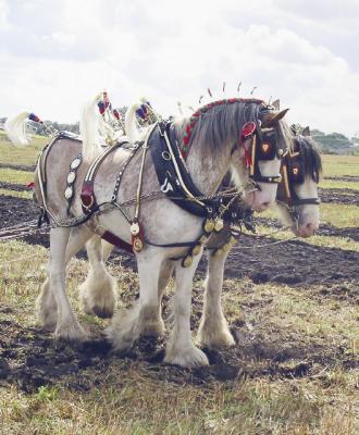 Ploughing Match