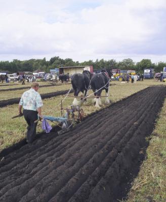 A straight furrow.