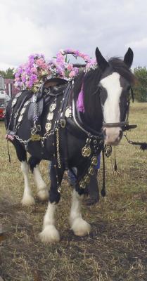 Decorated horse