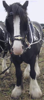 Dobbin.
