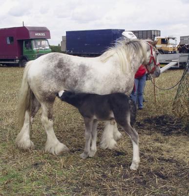 Foal and mother.