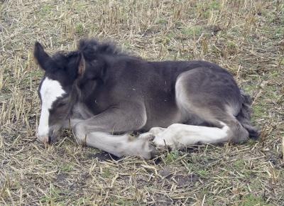 One week old foal.
