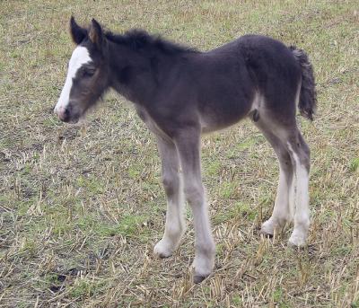One week old foal.