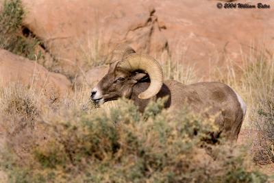 Desert Big Horn Ram.jpg