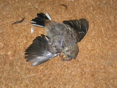 Dead Bird with Slugs in its Brains