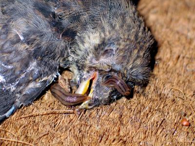 Dead Bird with Slugs in its Brains