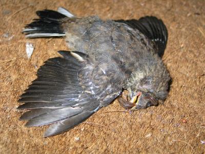 Dead Bird with Slugs in its Brains