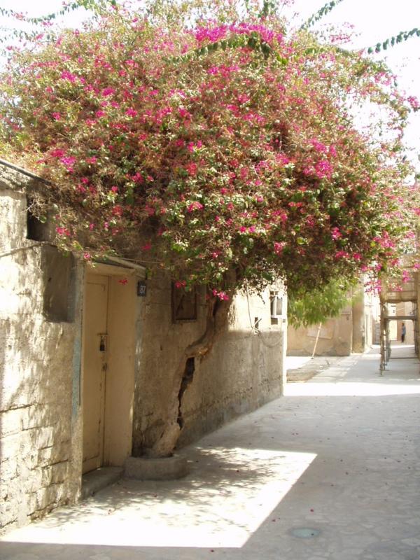 Iranian Quarter, this tree is everywhere