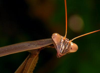MrMantis.jpg