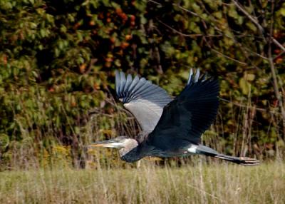 CloserHeron.jpg