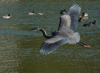 Franke_Heron.jpg