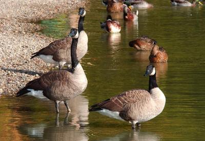 3-Geese.jpg