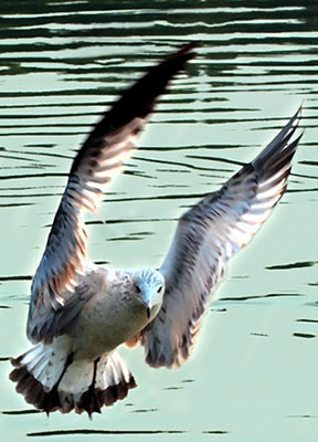 DryBrushNoDuck.jpg