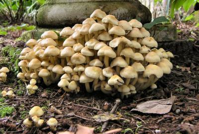 Fungi