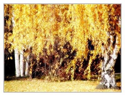 u33/stealthfti/medium/36036896.BirchTreesframed.jpg