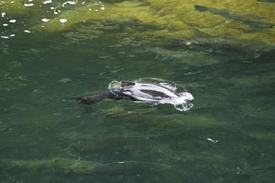 Salmon_4514 copy.jpg