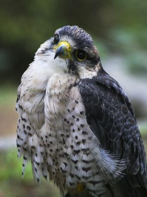 Falcon_5191