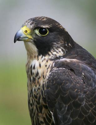 Falcon_5209 copy.jpg