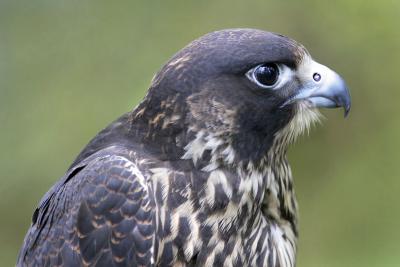 Falcon_5211