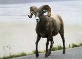 Big Horn Sheep