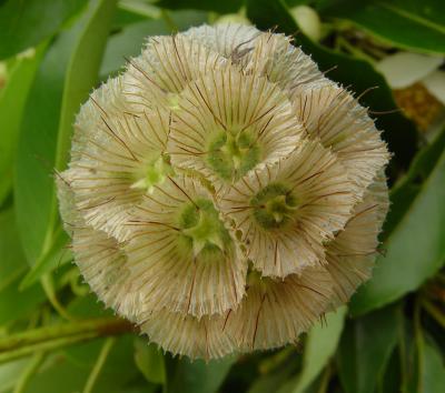  Floral Circles    by Helen Betts