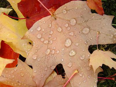 Raindrops*by Ann Chaikin