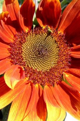 Sunflower Central*by Ann Chaikin