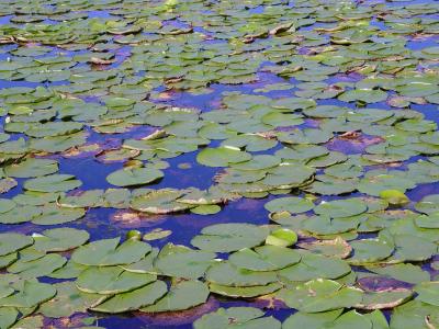 lilypads on teatown lake*by andy