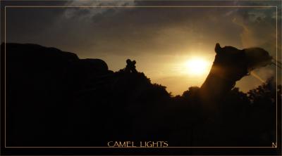 Camel Lightsby Irish_eye