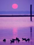 <b>Sunset with ducks<br><font size=1>by Bertor