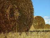 <b>2nd</b><br><B>Harvest *</B><br>by Willem