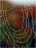 <b>8th (tie)</b><br><b>Sticky Circles</b><br><font size=-1> by Carlos Chacon<br>