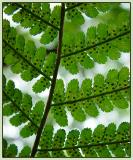 <b>Spores</b>*<br>by Willem