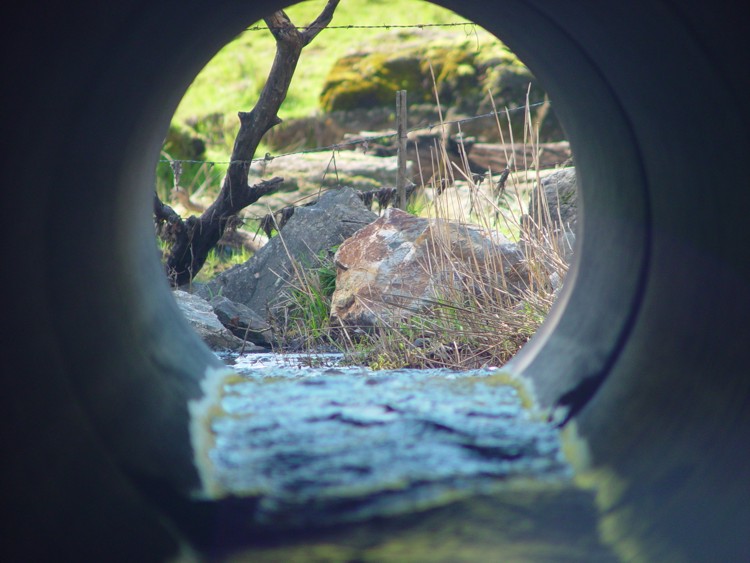 <p align=center><b>*Tunnel Vision</b><br><i><font size=1>photographed by </font >Ric Skilton</i></p>
