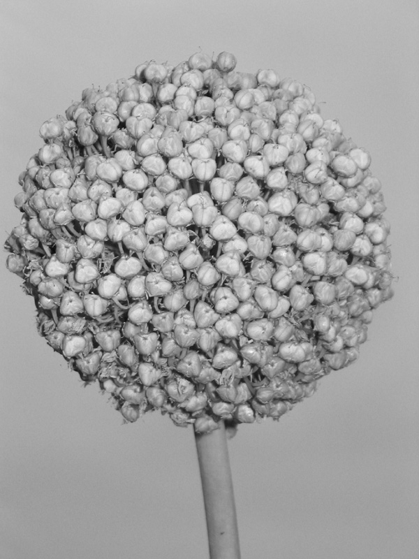 * Allium Seedhead<br><font size=1>by Adam Clutterbuck</font>